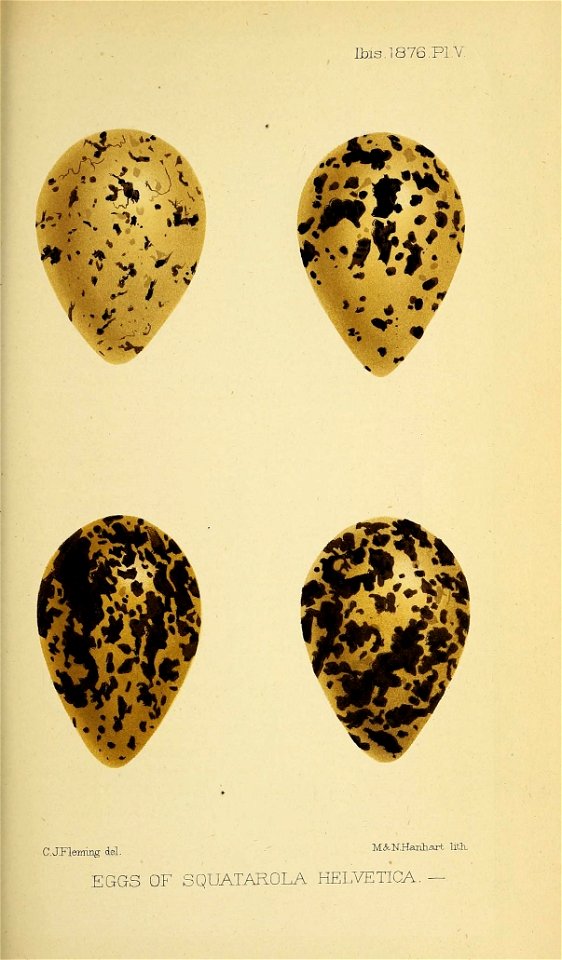 n558_w1150