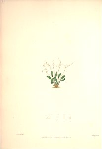 n125_w1150