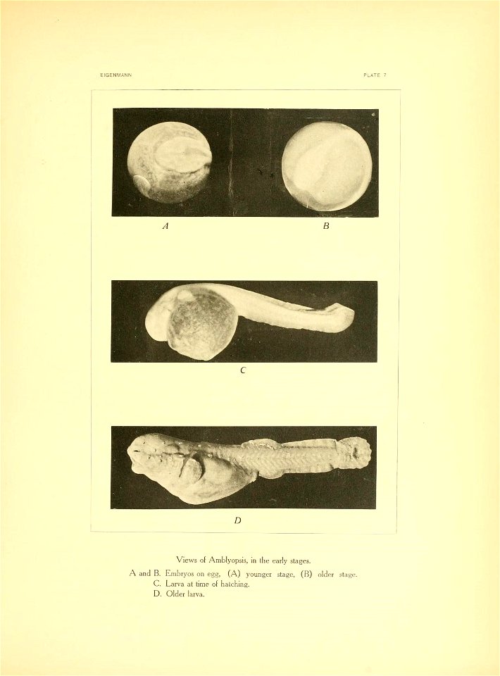 n126_w1150