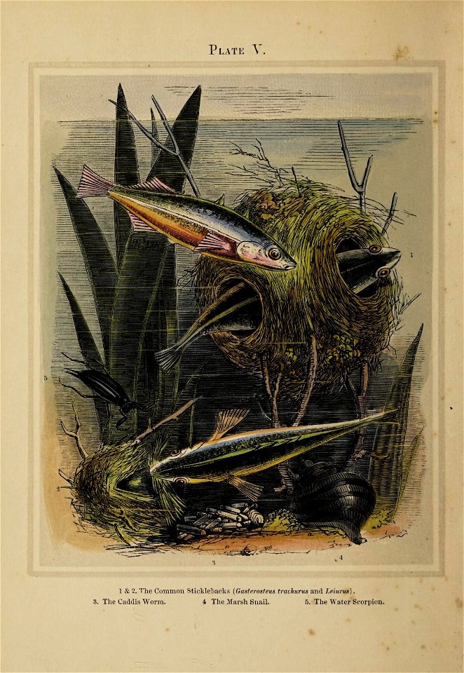 n5_w1150