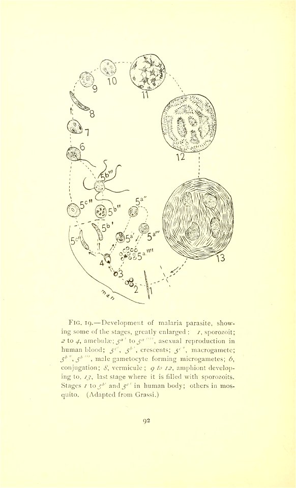 n129_w1150
