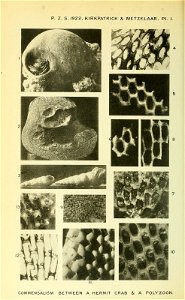 n597_w1150