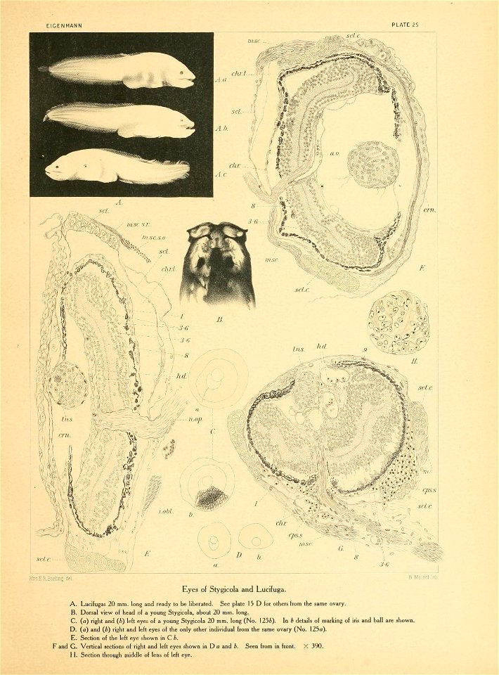 n292_w1150