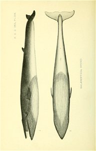 n929_w1150