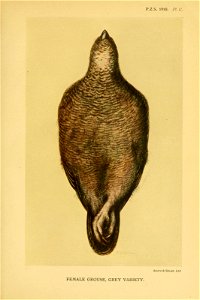 n554_w1150