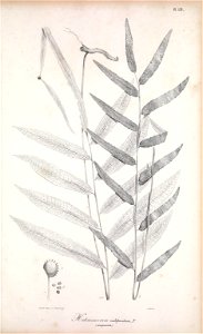 n252_w1150
