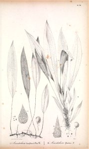 n154_w1150