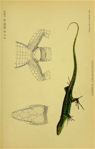 n658_w1150