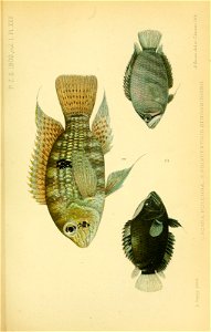 n464_w1150