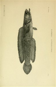 n1126_w1150