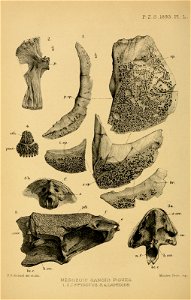 n683_w1150