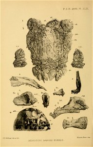 n681_w1150