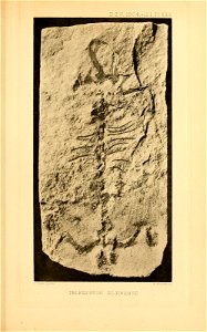 n578_w1150
