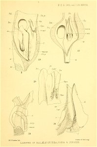 n358_w1150