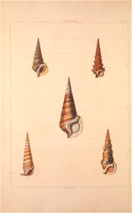 n155_w1150