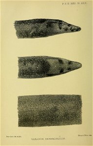 n585_w1150