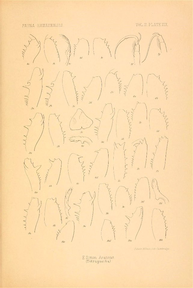 n886_w1150