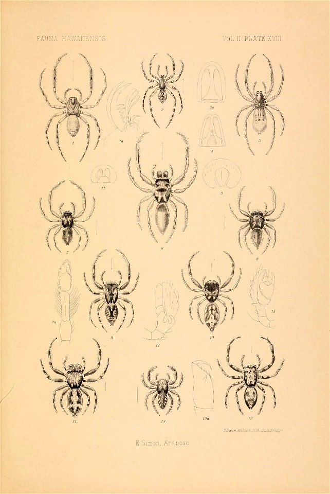 n882_w1150