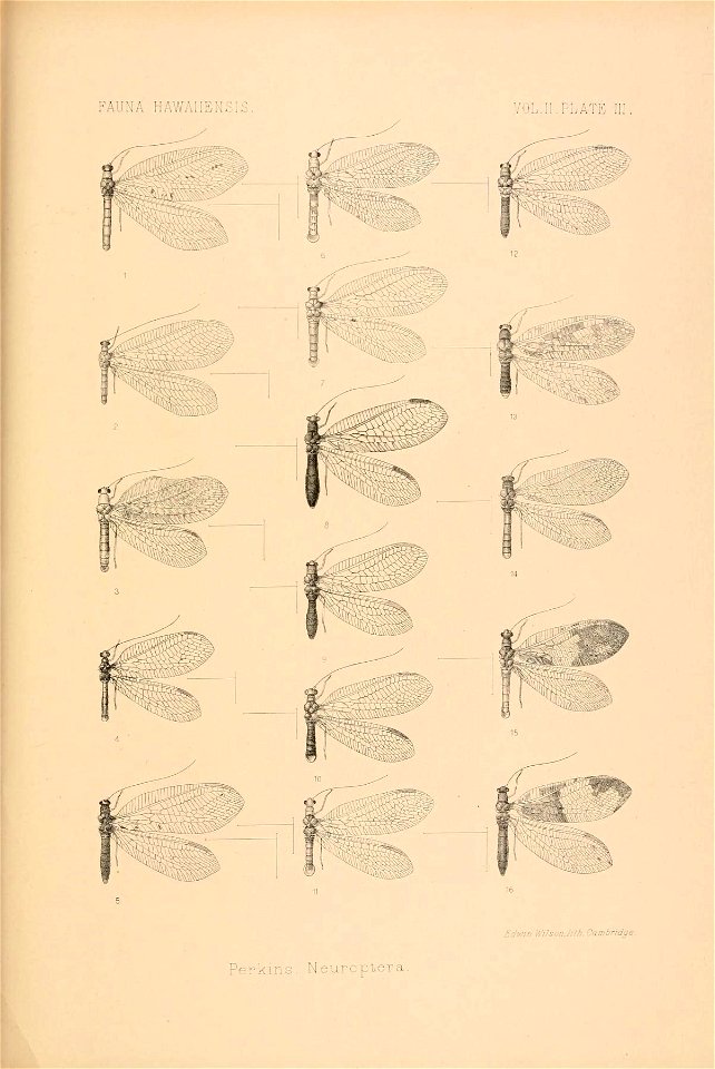 n828_w1150