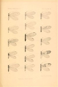 n828_w1150