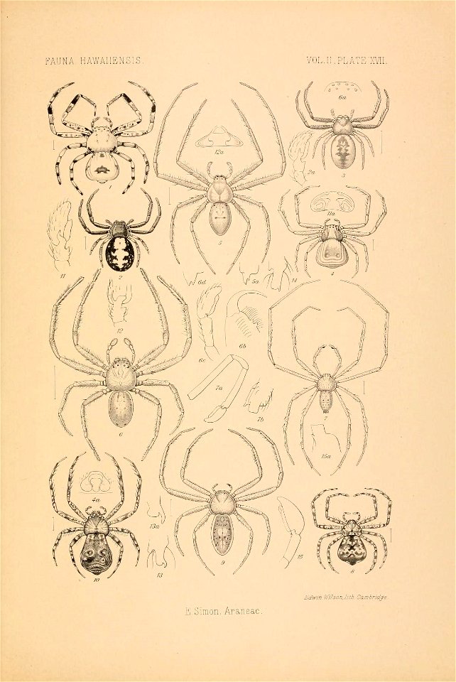 n878_w1150