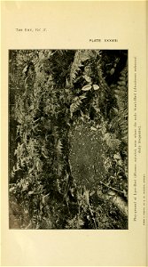 n443_w1150