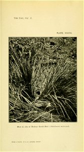 n436_w1150
