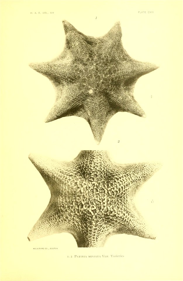 n436_w1150