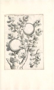 n554_w1150
