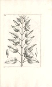 n494_w1150