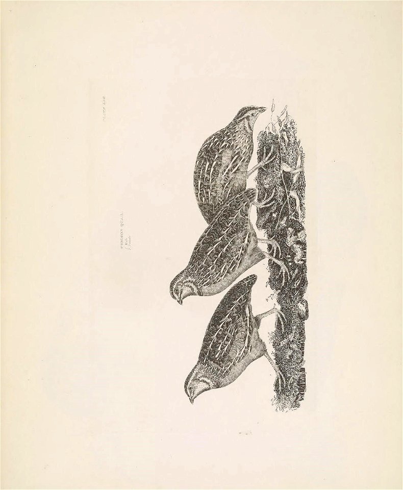 n66_w1150