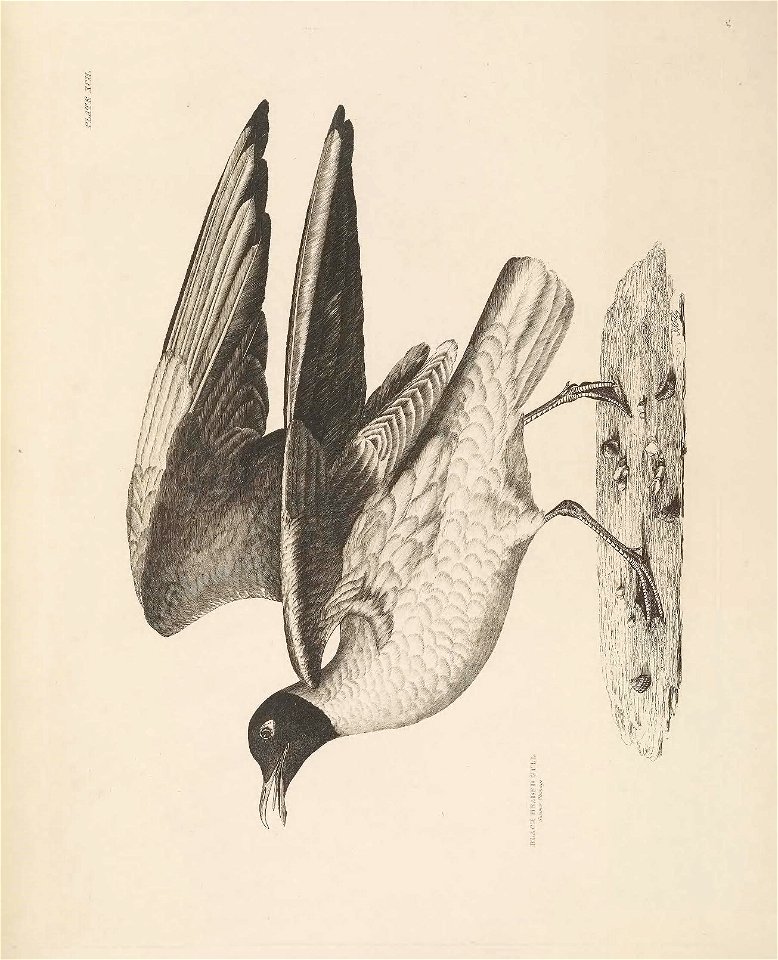 n152_w1150