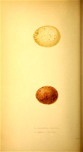 n77_w1150