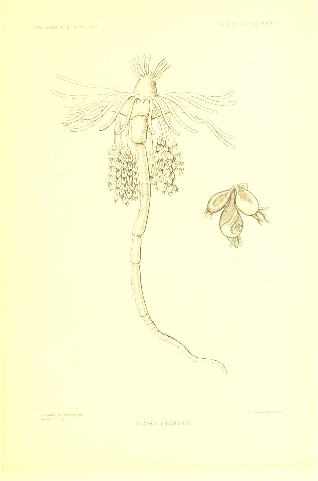 n242_w1150