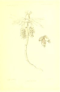n242_w1150