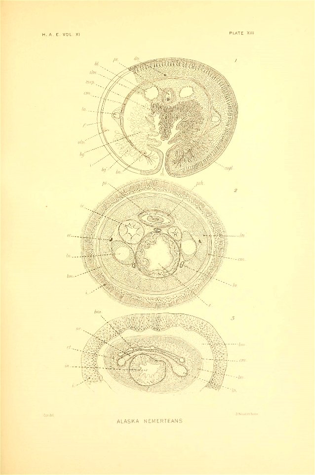 n154_w1150