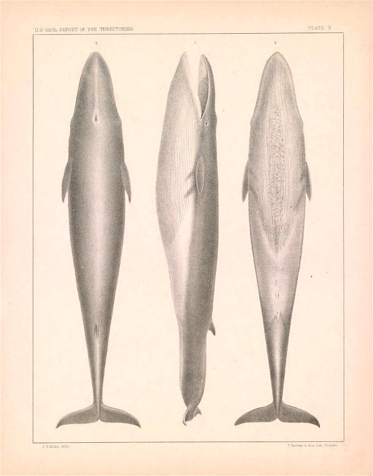 n20_w1150