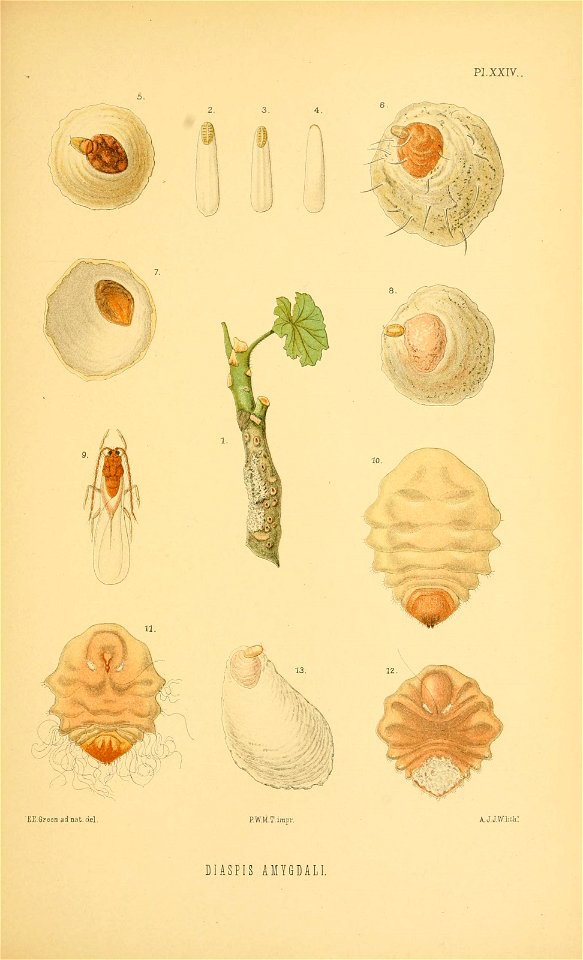 n176_w1150