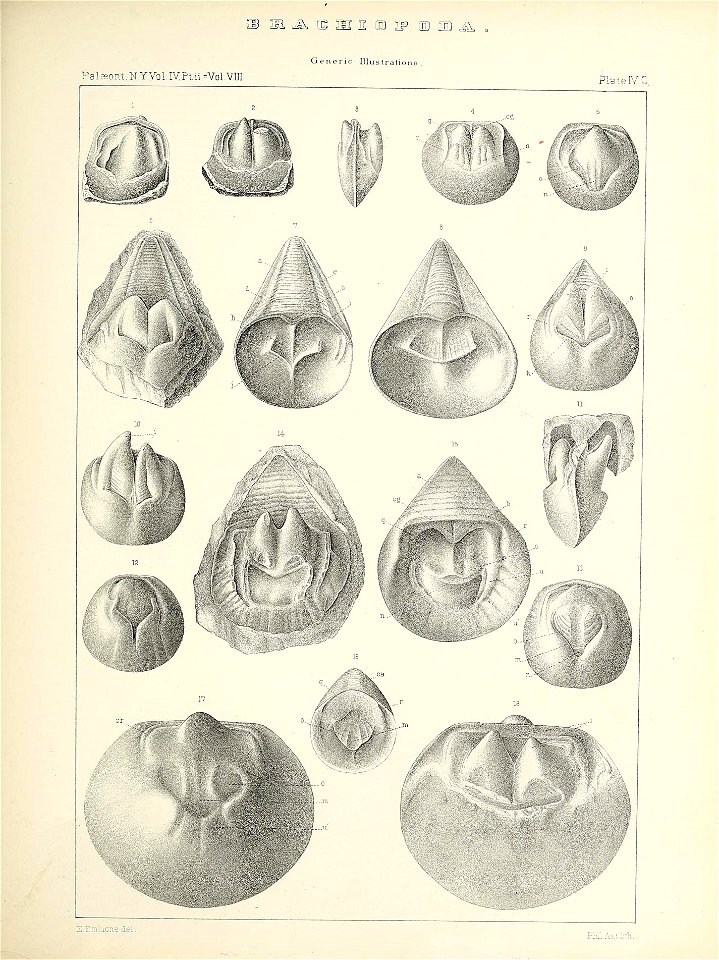 n436_w1150
