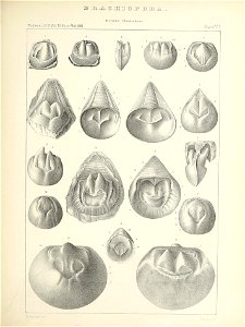 n436_w1150