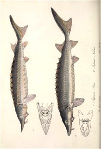 n463_w1150