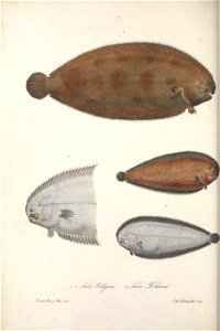n181_w1150