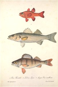 n45_w1150