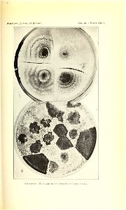 n334_w1150