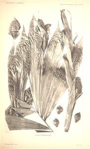 n55_w1150