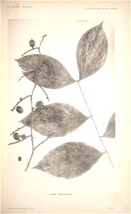 n36_w1150