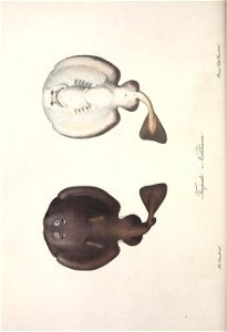 n687_w1150