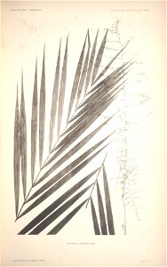 n11_w1150