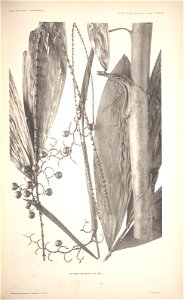 n39_w1150