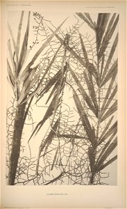 n212_w1150